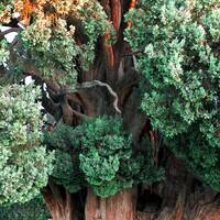 Cypress of Abarkooh